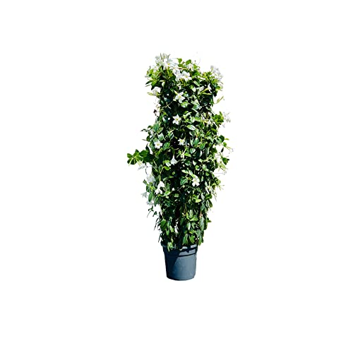Tropictrees - Blüten - Mandevilla Weiß - 160cm - Dipladenia - Kletterpflanze - Sundaville