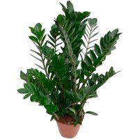Gartenkrone Glücksfeder, Zamioculcas zamiifolia - gruen
