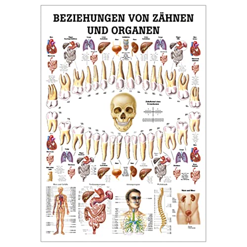 Ruediger Anatomie TA75 Beziehungen von Organen und Zähnen Tafel, 70 cm x 100 cm, Papier