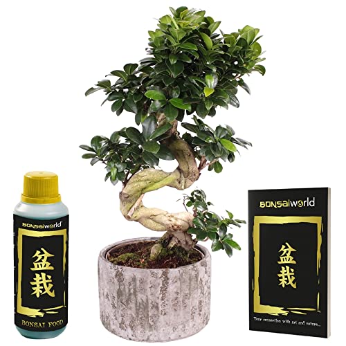 Bonsaiworld Bonsai Baum Ginseng XXL + Töpfe - Bonsai mit S-form (Pflanzenhöhe: ca. 55 cm), Topf 23 cm - Inklusive Bonsai Dünger und Bonsai Buch - Aus eigen Gärtnerei