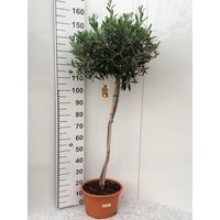 Gartenkrone Olivenbaum, Olea europaea