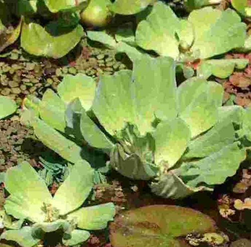 Mühlan - 7 Muschelblumen XXL als Schwimmpflanzen für den Gartenteich/Teich, dekorativ und algenhemmend