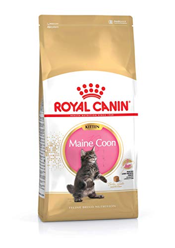 ROYAL CANIN Katzenfutter Feline Kitten Maine Coon 36, 4 kg, 1er Pack (1 x 4 kg)