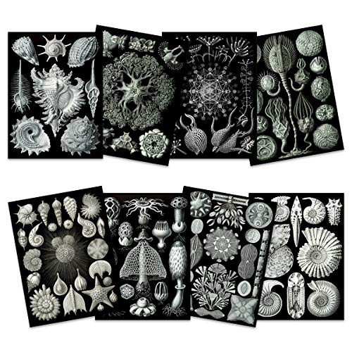 Ernst Haeckel Kunstformen Der Natur Plates Nature Vintage Various Black White Biology Art Print Poster Home Decor Premium Pack of 8 Kunstformen der Natur Teller Natur Jahrgang Biologie Zuhause Deko