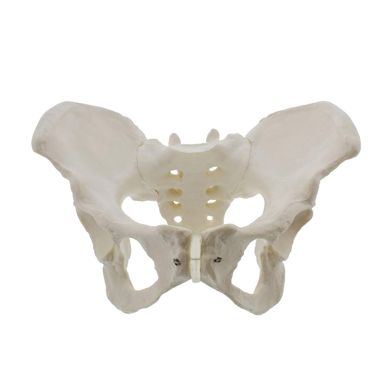Fltaheroo LebensgroßEs Weibliches Becken Modell, HüFt Modell - Weibliches Anatomie Modell, HüFt Knochen Becken Modell Weibliches Anatomisches Modell