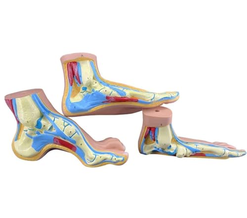 Menschliches Fußanatomie-Modell, 1:1 lebensgroßer flacher Fuß, gewölbter Fuß, Anatomie-Modell, menschliches Fußmuskelmodell, medizinische Lehrmittel, 3 Stück/Set.