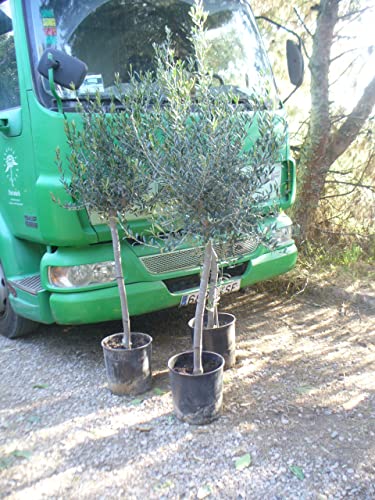 1x Olea Europaea - Olivenbaum - Olive Tree - 1A Qualität das mediterrane Gefühl, winterhart + robust