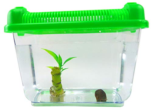 Aquarium Set Posthorn Wasser Schnecke schwarz mit Futter, Pflanze und Aquarium Kinder Erwachsene Aqua Snail Plant Einsteiger Starter Set (1Stk schwarz) 4792