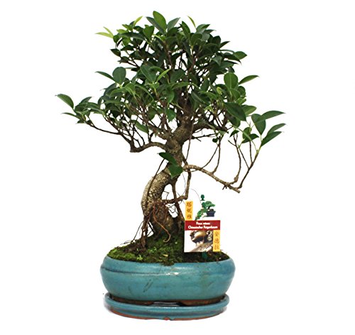 Exotenherz - Bonsai Chinesischer Feigenbaum - Ficus retusa - ca. 8 Jahre
