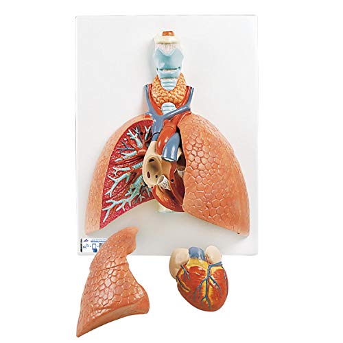 3B Scientific Menschliche Anatomie - Lunge mit Kehlkopf, 5-teilig + kostenlose Anatomie App - 3B Smart Anatomy, VC243