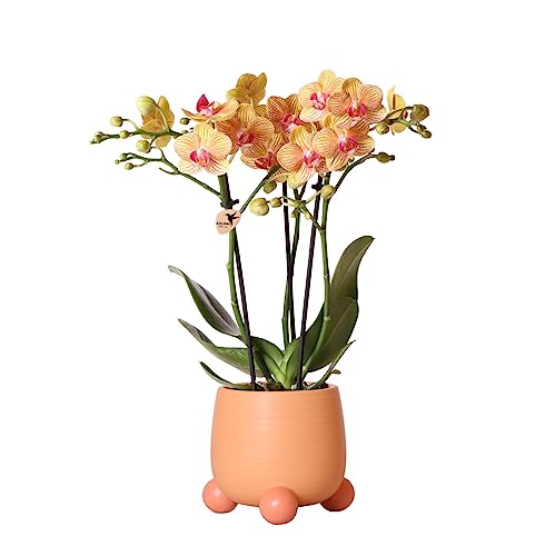 Kolibri Orchids | Orange Phalaenopsis Orchidee im Happy Face Peach Ziertopf - 35cm hoch - Topfmaß Ø9cm