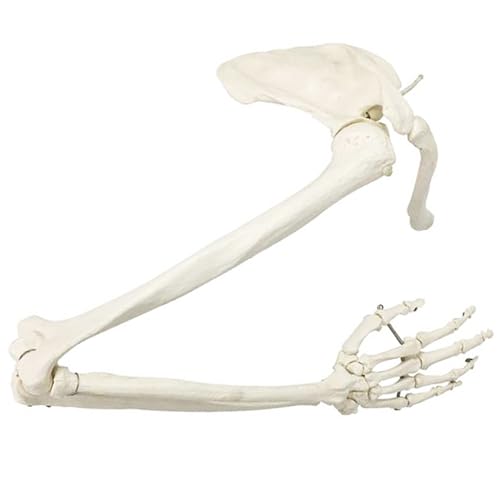 Human Upper Extremb Bone Model - Medical Anatomical Upper Extrem Skeleton Model - Educational Arm Bone Scapula Clavicle Model (Rechts)