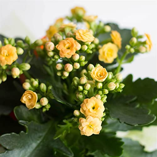 Pflanzen Kölle Flammendes Käthchen 'Calandiva'®, 6er-Set, Kalanchoe blossfeldiana, gelb, Gesamthöhe ca. 27,5 cm