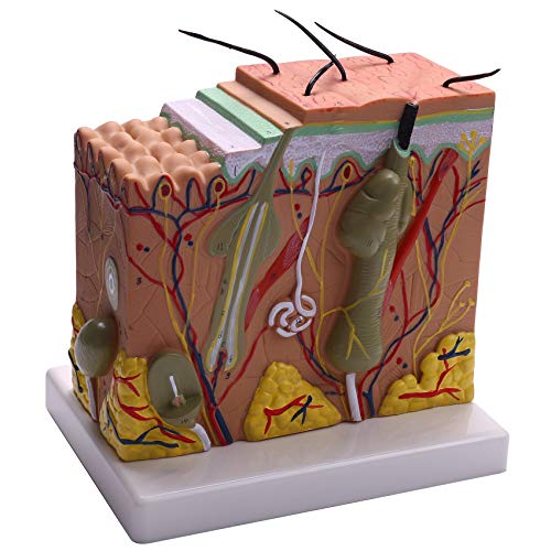Haut Anatomisches Modell Vergrößerte Hautschicht Struktur Anatomie Modell mit Haar Medizinisches Lehrmodell für Wissenschaft Klassenzimmer Studium Display Medizinische Hautmarker (50X)