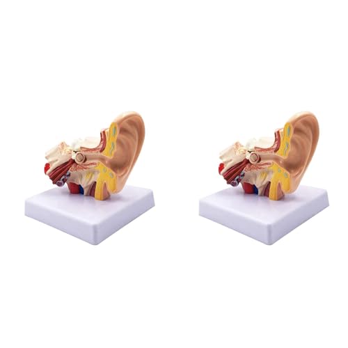 AutoSwan 2 Stücke 1.5X Menschliches Ohr Anatomie Modell - Professionelles Desktop Innen Ohr Struktur Simulation Modell für Die Bildung