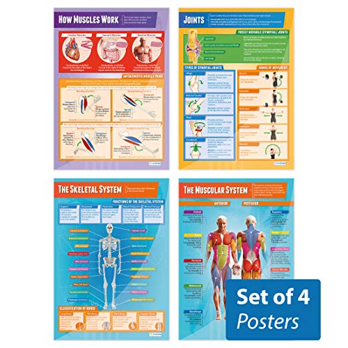 Daydream Education Poster mit Muskel- und Skelett-System, Hochglanz-Papier, 850 mm x 594 mm (A1), Wissenschaftstafeln für das Klassenzimmer, Bildungstabellen von Daydream Education