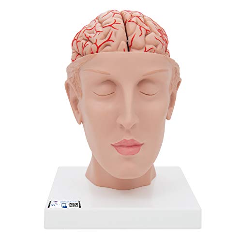 3B Scientific menschliche Anatomie - Gehirn-Modell mit Arterien auf Kopfbasis - 3B Smart Anatomy