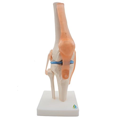 RIVNN Anatomisches Kniegelenk-Skelett-Modell, menschliches Kniegelenk-Lehrmodell mit Bändern, Lebensgröße