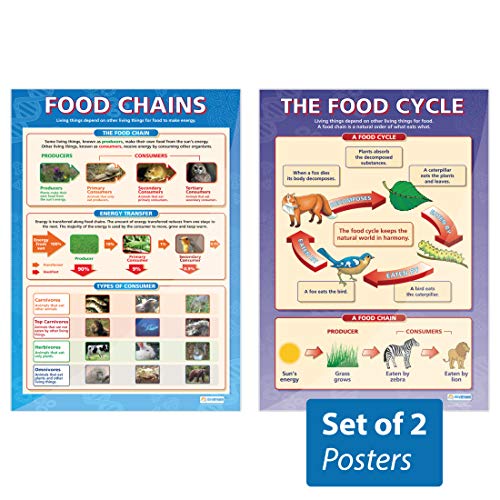 Daydream Education Poster The Food Cycle & Food Chains, laminiertes Glanzpapier, 850 mm x 594 mm (A1)
