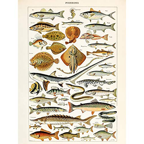Millot Enzyklopädie Seite Fisch Hai Ray großes Wandkunstposter Druck dickes Papier 45,7 x 61 cm