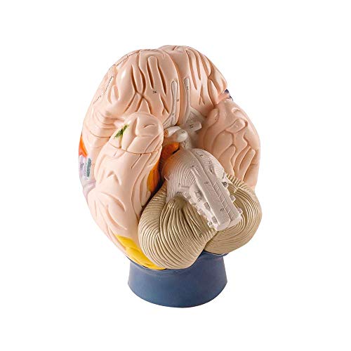 Erler Zimmer Hirnfunktionen-Modell 4-teilig 2-fache Größe Anatomie Modell Gehirnmodell