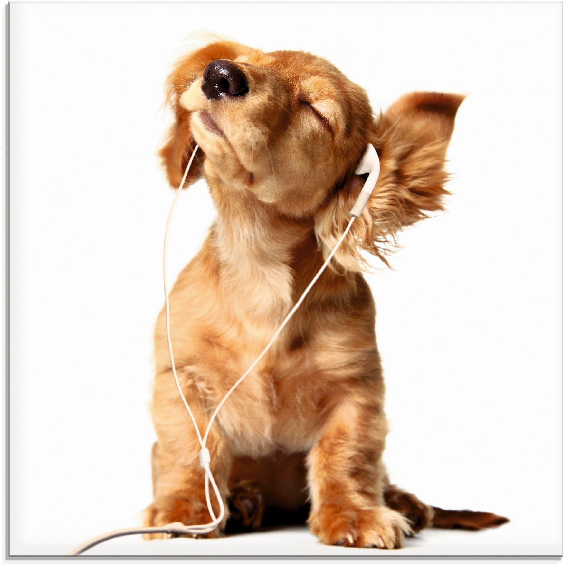 Artland Glasbild "Junger Hund hört Musik über Kopfhörer", Haustiere, (1 St.)