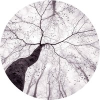 Fototapete Vliestapete Rundes Design Fotografie Pavlasek - Ein Blick in die Baumkronen Wald Bäume Winter Äste Perspektive Natur Ø140 cm