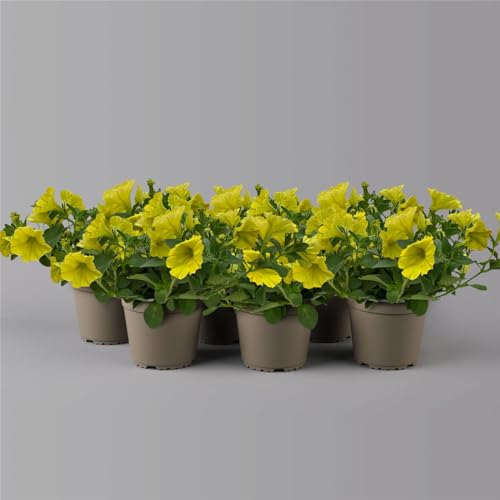 Petunie 'Capella™ 'Hello Yellow' zitronengelb, hängend, Topf-Ø 13 cm, 6er-Set