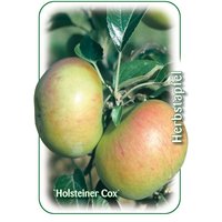 Apfelbaum Holsteiner Cox 7,5 L Container