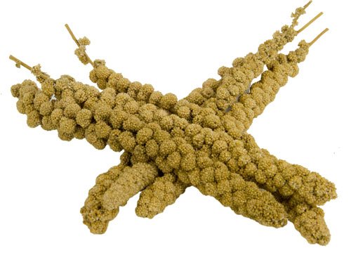 Kolbenhirse chinesisch, gelb 15,0 kg für Sittiche, Kanarien und Exoten
