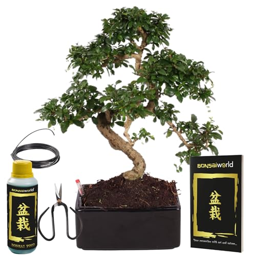 Bonsaiworld Bonsai Easy care - Bonsai Baum Echt S-Form mit Starterkit - Ca. 10 Jahre alt (Höhe: ca. 30 cm) - Inklusive Schwarzer Keramiktopf mit einzigartigem Bewässerungssystem. - Zimmerpflanze