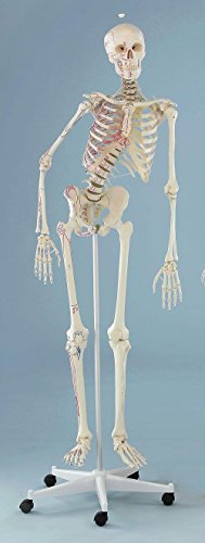 Skelett "Peter", beweglich, mit Muskelmarkierungen