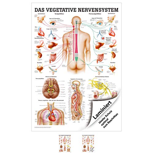 Ruediger Anatomie TA46LAM Vegetatives Nervensystem Tafel, 70 cm x 100 cm, laminiert