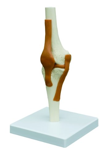 Ruediger Anatomie A252 Kniegelenk Modell