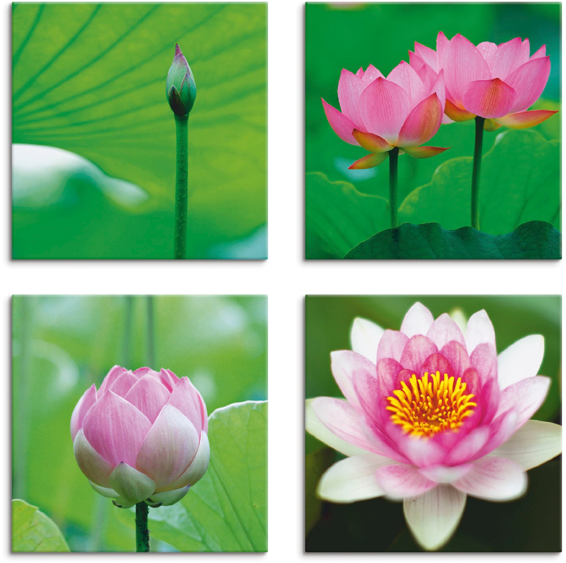 Artland Leinwandbild "Lotusblumen Motive", Blumen, (4 St.)