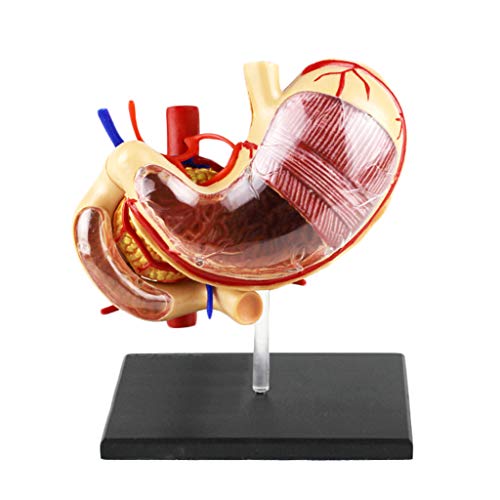 1: 1 Life Size menschlicher Magen-Modell - Human Organ Anatomisches Modell - medizinisches Anatomische Magenmodell Menschliche Verdauungsorgane Magen & Pancreas Modell - für Medizinische Ausbildung