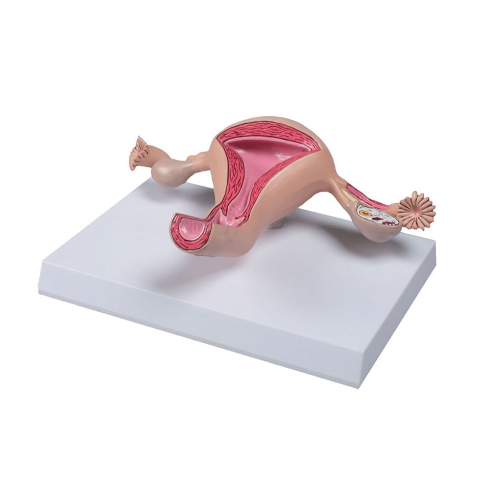 Uterusmodell, Uterus, Vagina, Gebährmutter, Anatomie Modell Lehrmodel lebensgroß