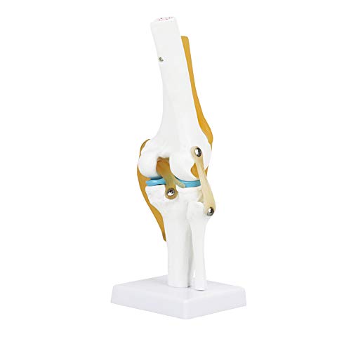 Kniegelenkanatomie Humanmedizinisches Modell, lebhaftes Kniegelenkanatomiemodell, Lebensgröße zum Lernen von Kniegelenk-Hobbyisten für menschliche Knochen