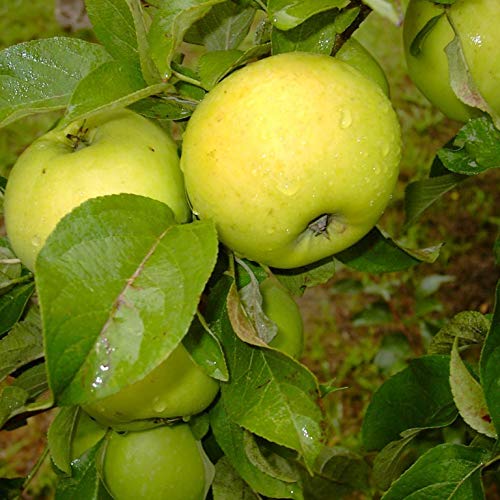 Seestermüher Zitronenapfel Historische Apfelsorte Buschbaum 110-140 cm im 10 Liter Topf M7