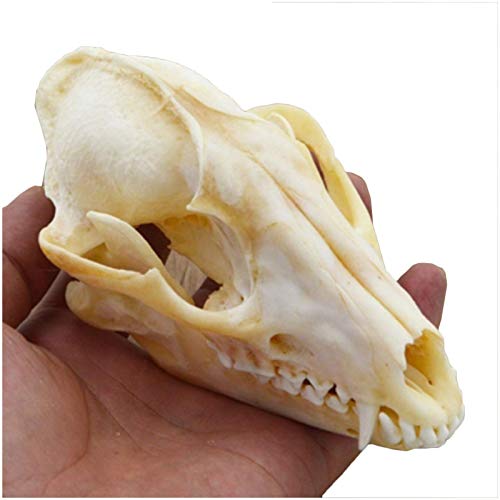 LUCKFY Real Fox Schädel Specimen Tierisches Skelett Modell für Präparatoren Supplies Art Knochen Vet Medicine 1: 1 Veterinary Teaching Bar Hauptdekoration Kunstsammlung