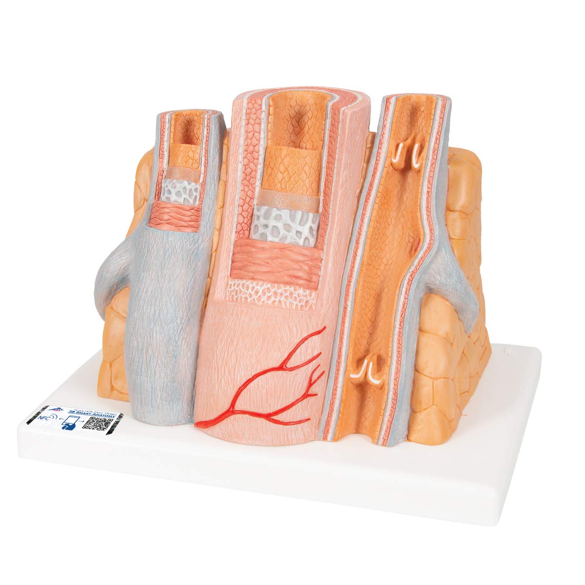 3B Scientific Menschliche Anatomie - MICROanatomy Arterie und Vene - 14-fache Vergrößerung + kostenlose Anatomie App - 3B Smart Anatomy, G42