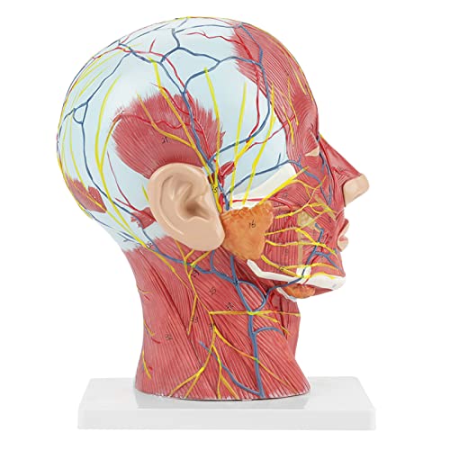Anatomisches medizinisches lebensgroßes Halbkopfmodell Wissenschaftliche Ausbildung Menschlicher Kopf Gehirn Hals Medianschnitt Studienmodell mit muskulärer Gefäßinnenstruktur