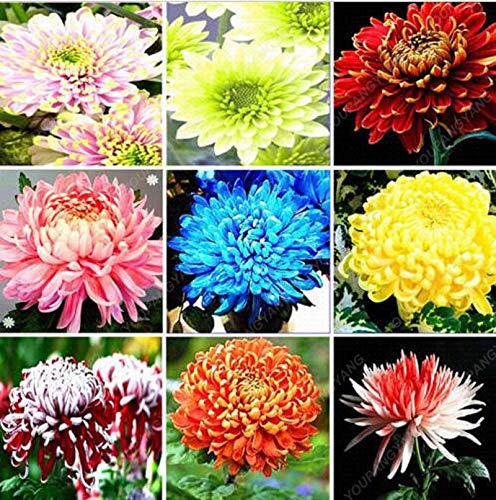 PLAT FIRM GERMINATIONSAMEN: 100Pcs bunte Chrysantheme Samen Seltene Blumensamen Garten Topfpflanzen
