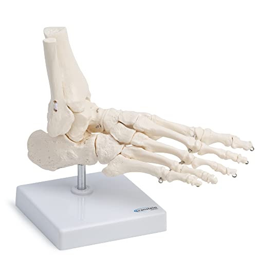 Cranstein A-322 Fuss - Skelett, lebensgross, mit Schien- und Wadenbeinansatz (anatomisch)