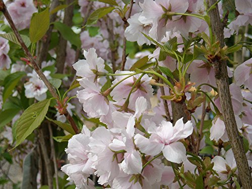 Japanische Säulenkirsche 'Amanogawa' - Prunus serrulata Amanogawa - Containerware 100-150 cm - Garten von Ehren®