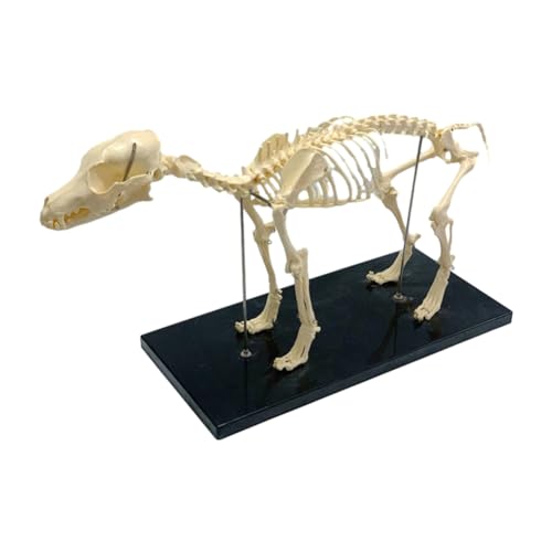 roomoon Hundeskelett-Modell, Anatomie, Tierunterricht, Labor, Tierarzt, Lehrwerkzeug, 1 Stück, PVC