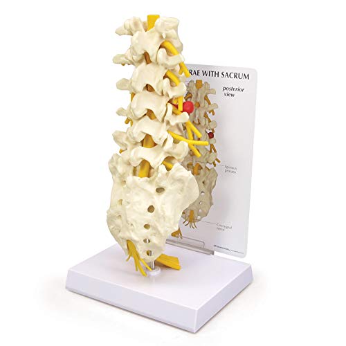 GPI Anatomicals 1700 5 Rückenwirbel mit Kreuzbein Model