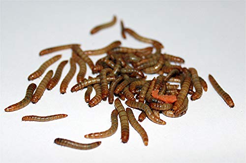 Feeders & more Mehlwürmer lebend für Reptilien, Vögel, Nager, Angelköder, Igel (2 kg)