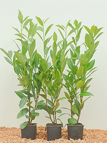 Kirschlorbeer Heckenpflanzen immergrün Sichtschutz Prunus lauroc.'Novita' im Topf gewachsen 20-40cm (50 Stück)