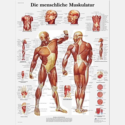 3B Scientific Lehrtafel laminiert - Die menschliche Muskulatur